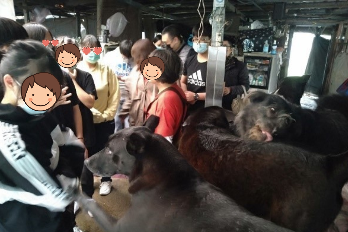 關於我和狗狗成為家人的這件事