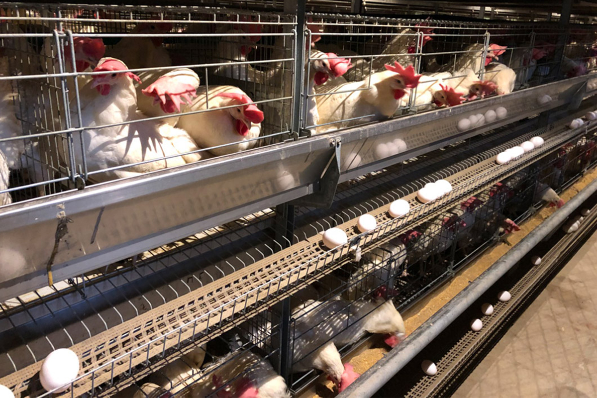 本會配合的養雞場介紹影片